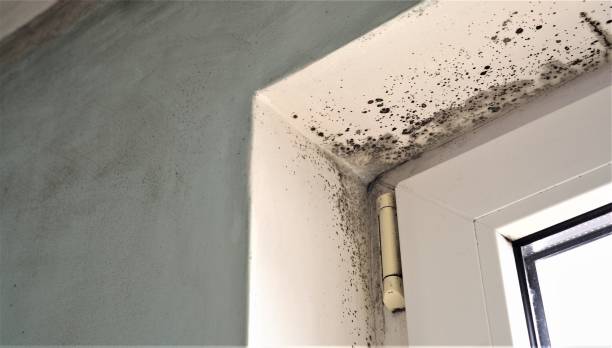 Best Industrial Mold Remediation  in Riverside, IA