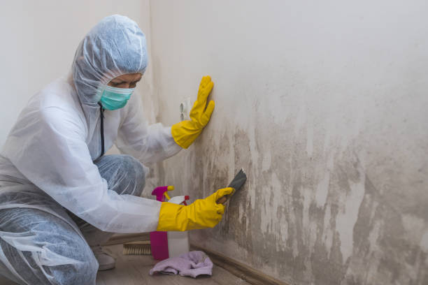 Riverside, IA Mold Removal Company