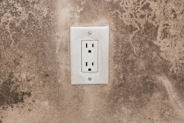 Best Black Mold Removal  in Riverside, IA