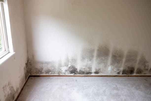 Best Attic Mold Removal  in Riverside, IA